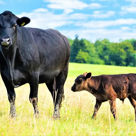 Lägenhetshotell Konska Dolina 3*